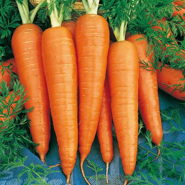 Морковь - גזר